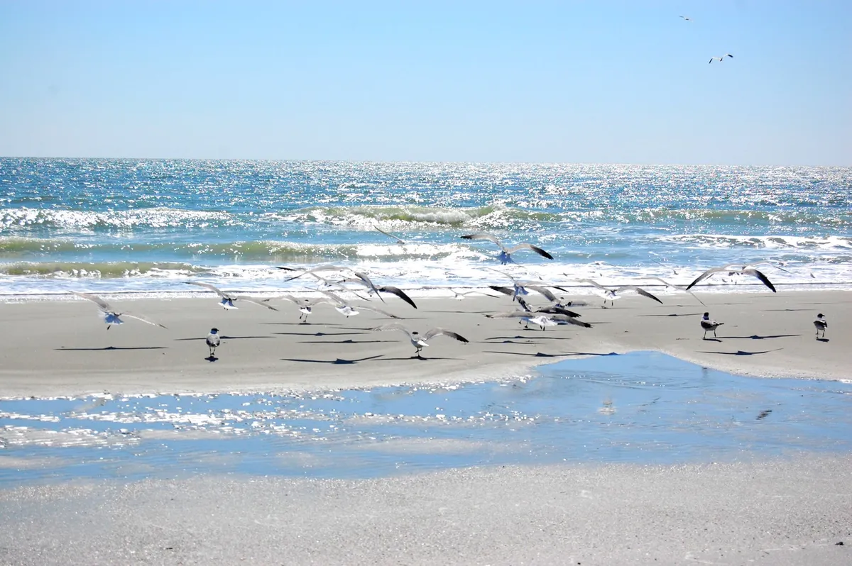A tranquil stretch of sandy beach with gentle ocean waves and a flock of birds gliding above the water. The reflections in the wet sand create a dreamy, romantic ambiance—the perfect backdrop for an early morning walk or a sunset stroll.